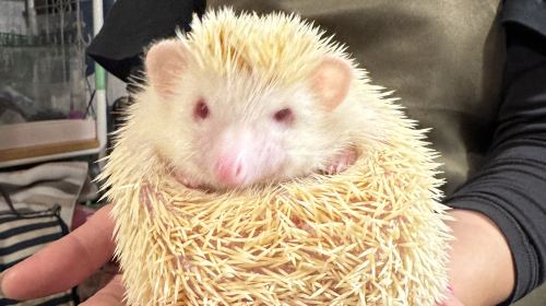 Animal Encounter Cafe: Hedgehogs, Owls & Monkeys in Tokyo