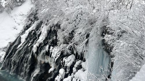 Hokkaido Scenic Highlights: Asahiyama Zoo, Biei Blue Pond & Seasonal Farm Tomita | 1-Guest Guaranteed Departure Day Tours