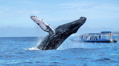 Eco-Raft Tour: Eye-Level Whale or Dolphin Watching from Lahaina