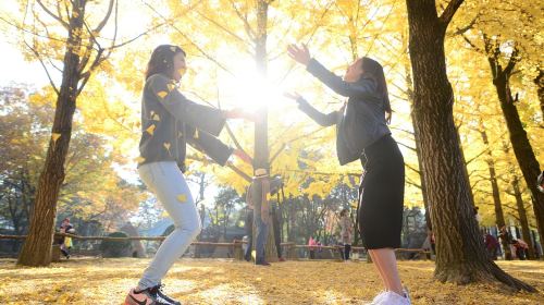 Gyeonggi-do, South Korea|Gapyeong Begonia Bird Garden X Nami Island Day Tours