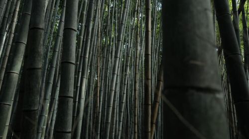 Kyoto: Arashiyama Bamboo Forest Hiking Tour Day Tours