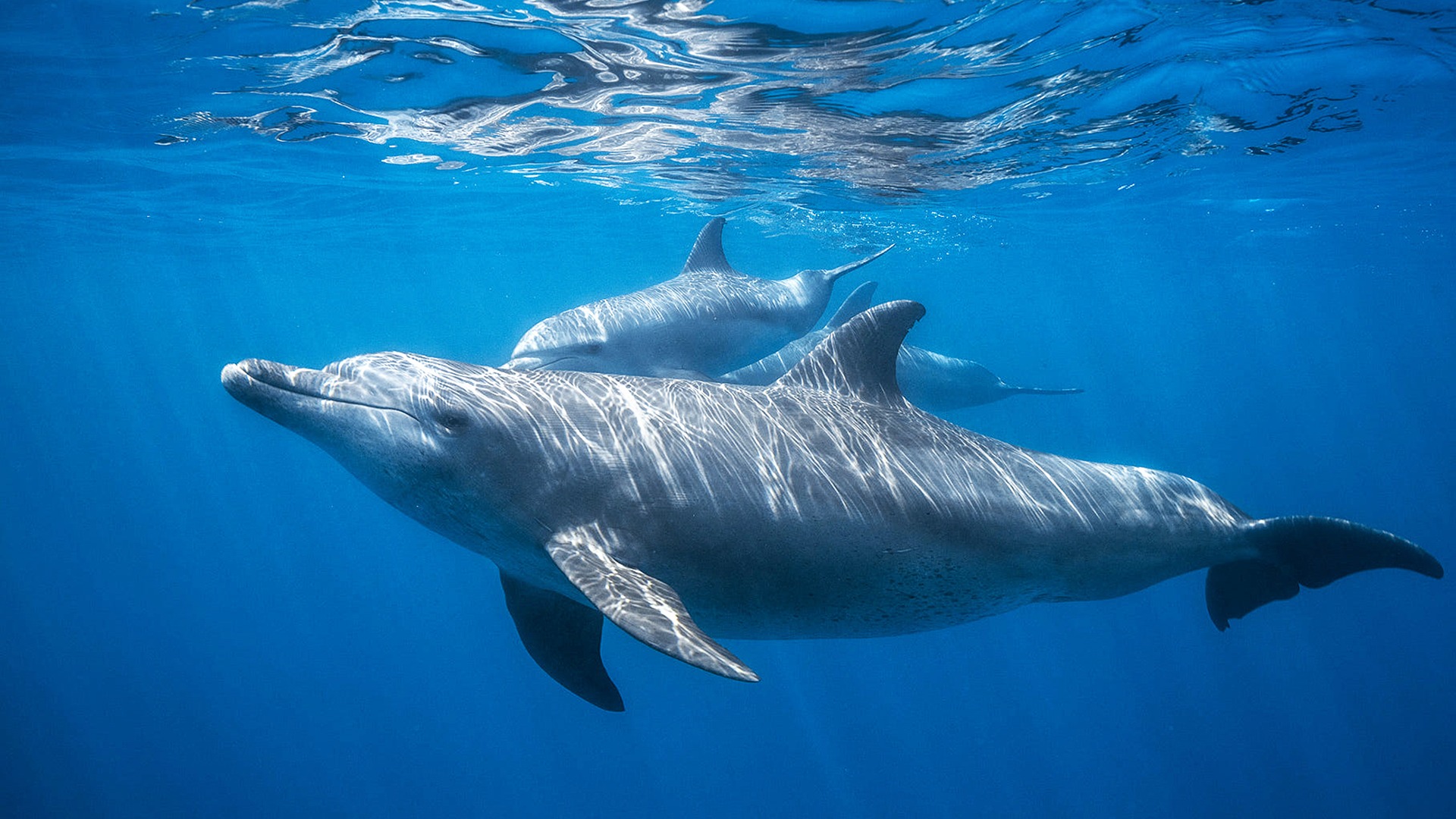 Dolphin VIP
