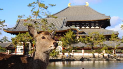 Nara Park Day Tours