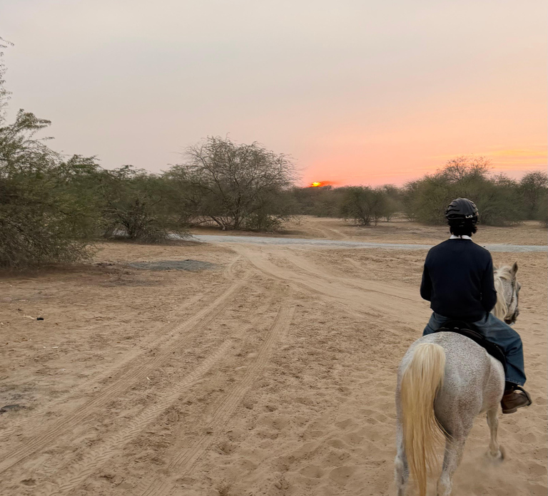 Dubai: Desert Horse Riding Experience at JSR Equestrian Club
