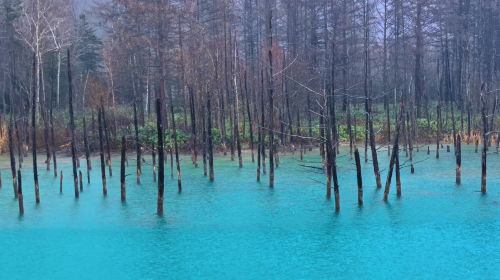 Popular 1-day tour to Biei and Furano in Hokkaido - Farm Tomita + Shirogane Blue Pond (Aoiike) + Shirahige Waterfall