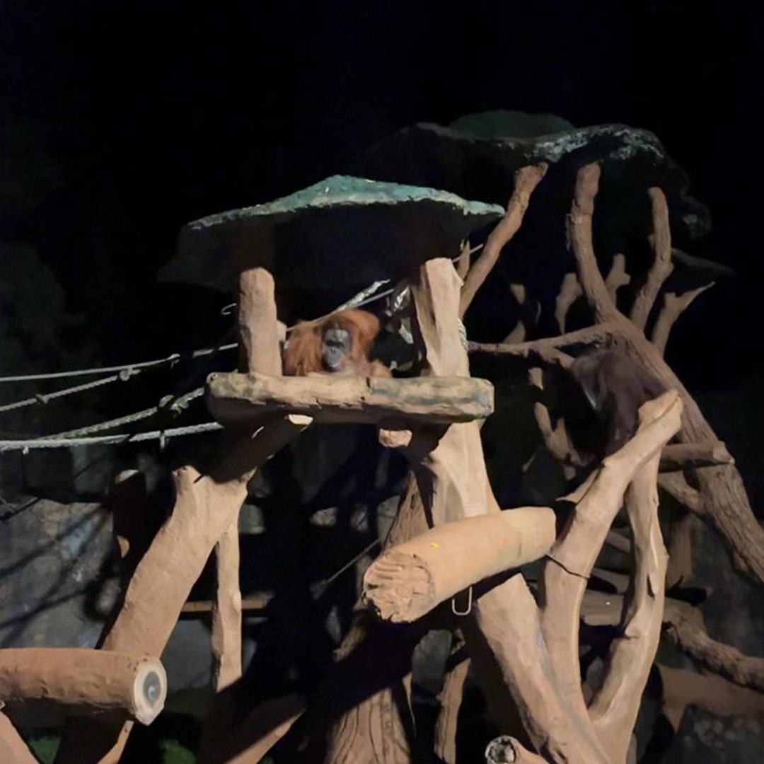 SPECIAL NIGHT SAFARI - THE GRAND TAMAN SAFARI PRIGEN