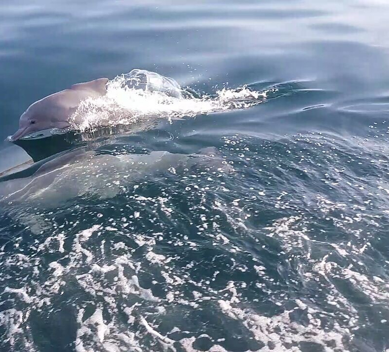 From UAE: Musandam Khasab Dolphin Watching Trip with Lunch