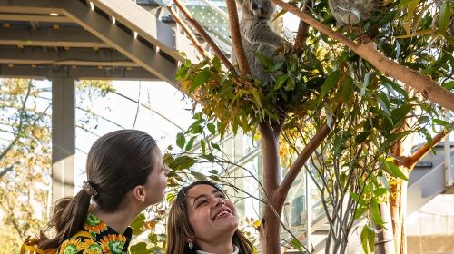 WILD LIFE Sydney: Breakfast with the Koalas