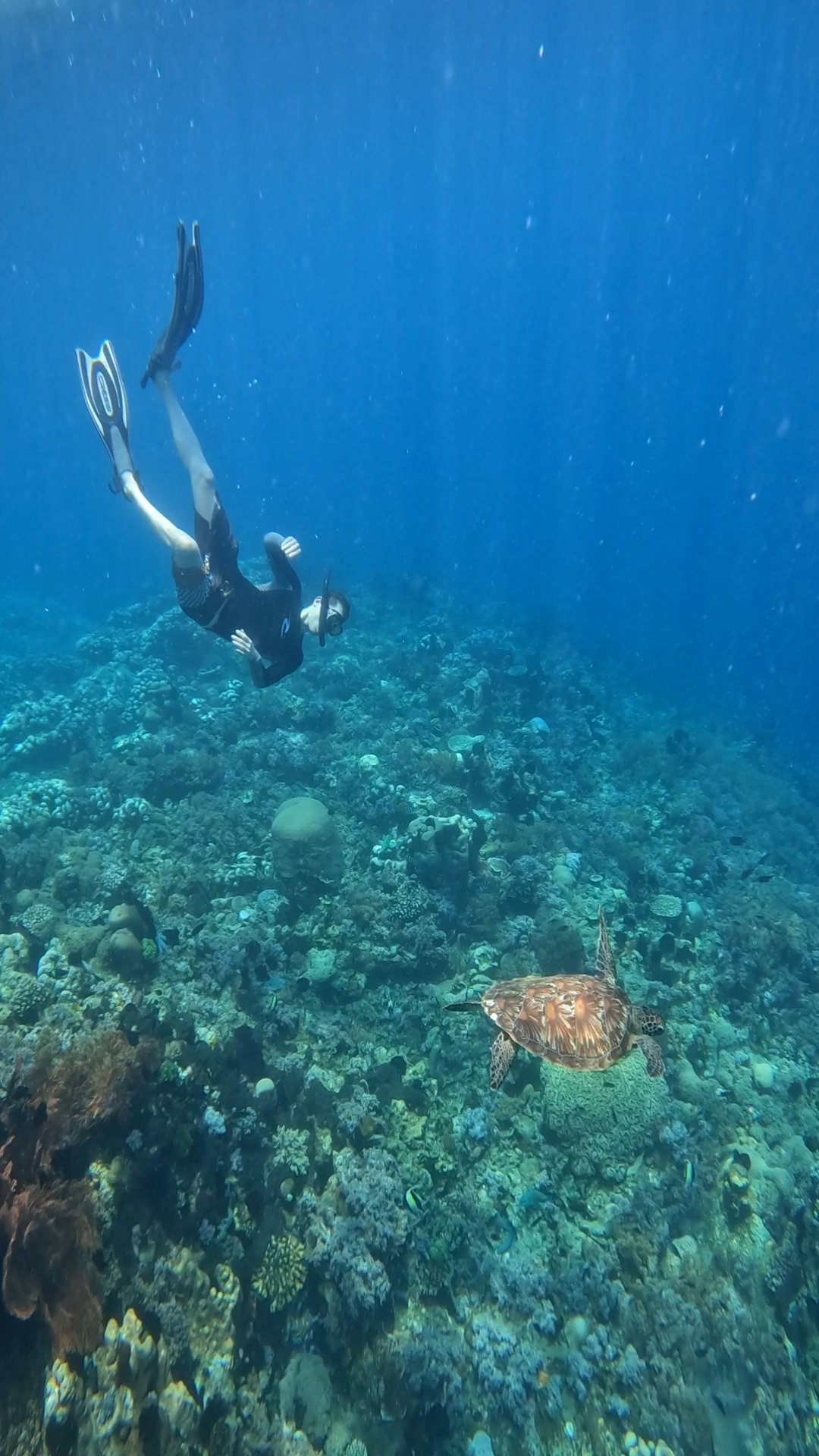 Secrate Island Private Snorkling Tour in lombok with go pro