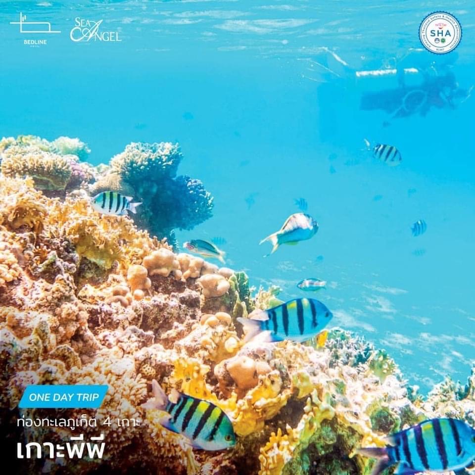 Join Tour Phi Phi Island + Maya Bay + Khai Island one day trip By Speed Boat Operated by Sea Angel