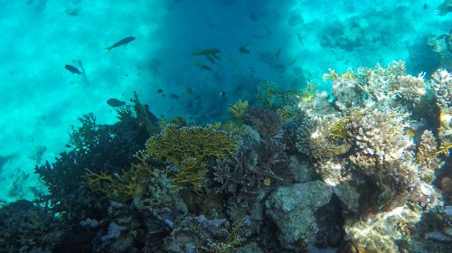 Philippines Moalboal Sardine Run Diving