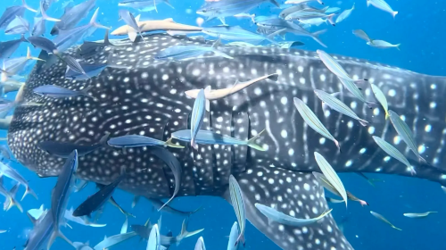 Swim with Whale Sharks in Okinawa, Japan – Snorkeling, Scuba Diving