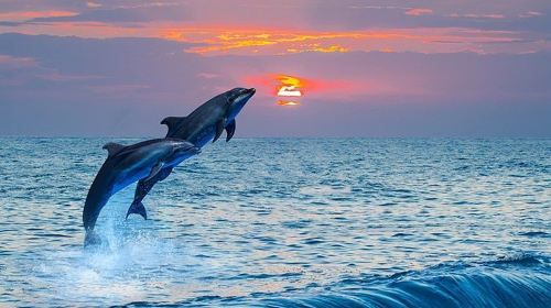 Bohol Island: Dolphin Watching + Balicasag Island Snorkeling 1-day Tour