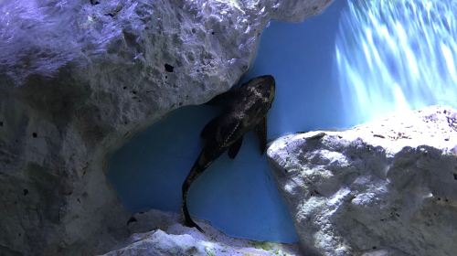 SEA LIFE Val d'Europe