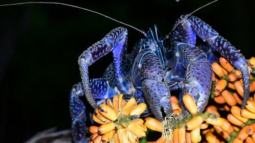 Okinawa Ishigaki Island Night Starry sky and Jungle night tour Day Tours