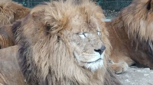 Gunma Safari Park