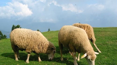 Qingjing Farm + Gaomei Wetlands One-Day Tour from Taichung | Limited-time offer Day Tours