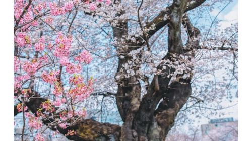 Tokyo 1-day tour: Chidorigafuchi + Shinjuku Gyoen National Garden + Ueno Park + Sumida Park + Meguro River Day Tours