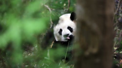 Panda Valley