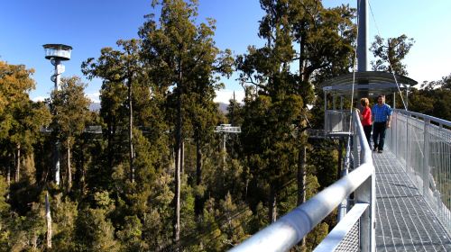 Westcoast Treetop Walk & Tower Zipline