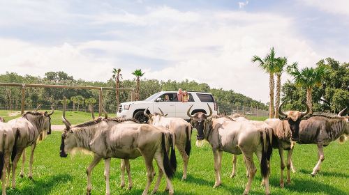 Wild Florida Drive-Thru Safari and Gator Park Admission Day Tours