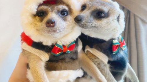 [Meerkat Café Googoo] Meerkat Café Googoo Package (includes drinks and meerkat snacks)