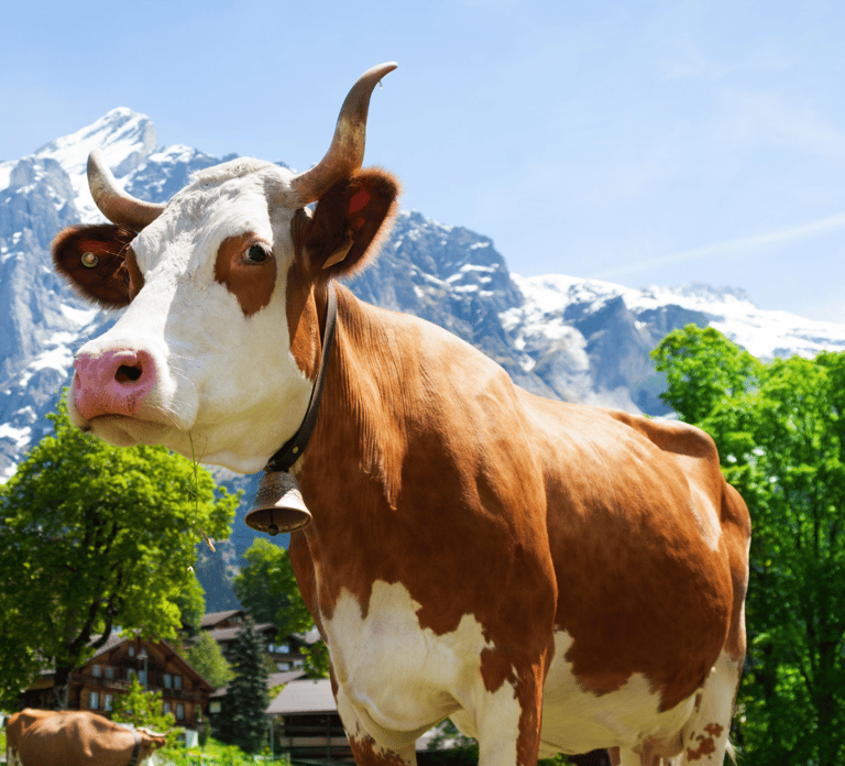 From Zurich: Chocolate and Cheese Tour in Appenzell
