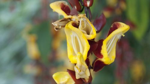 Hortus Botanicus Leiden: Skip The Line Ticket Adult