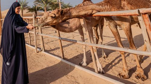 Al Khayma Camps