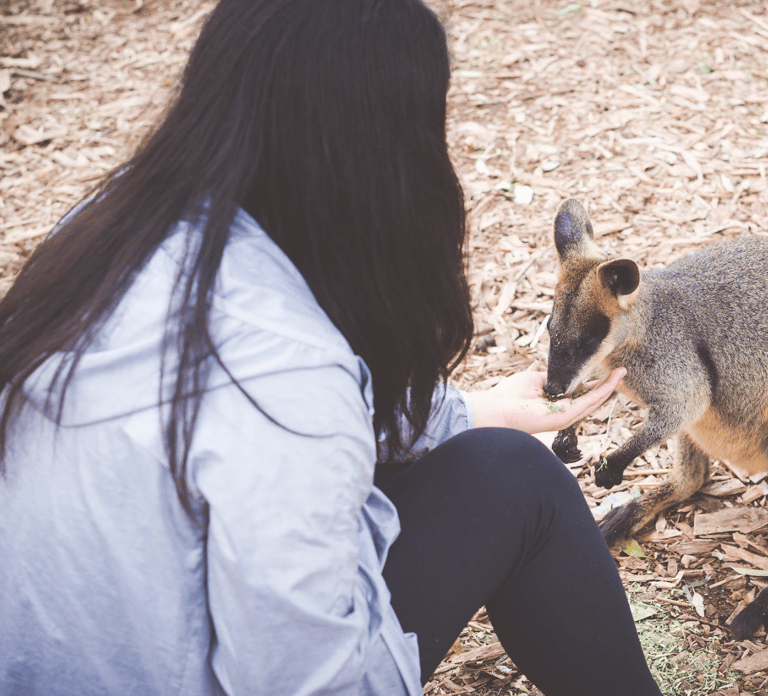 Sydney: Blue Mountains Wildlife & Bushwalk Small-Group Tour