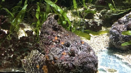 Aquarium d'Amneville