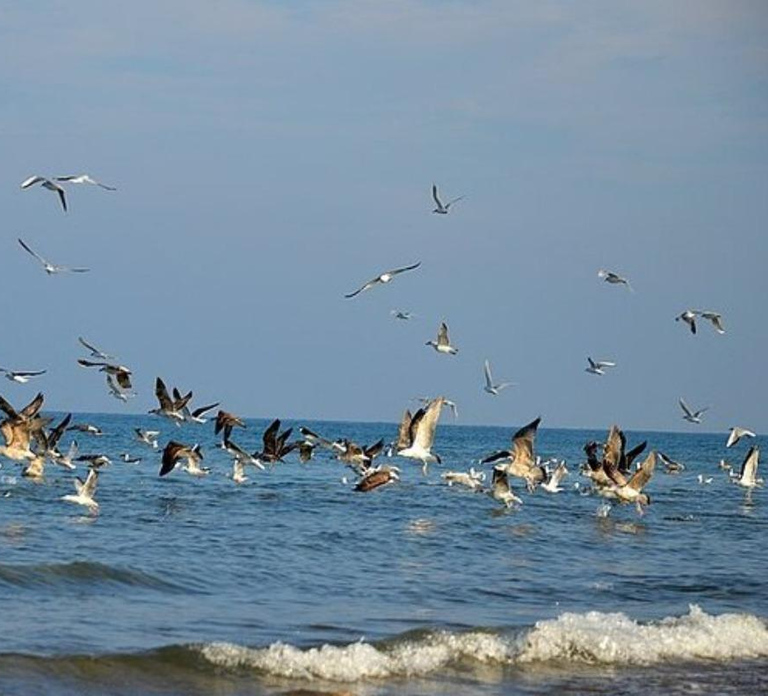 Muscat: Birdwatching Tour with Mosque Visit