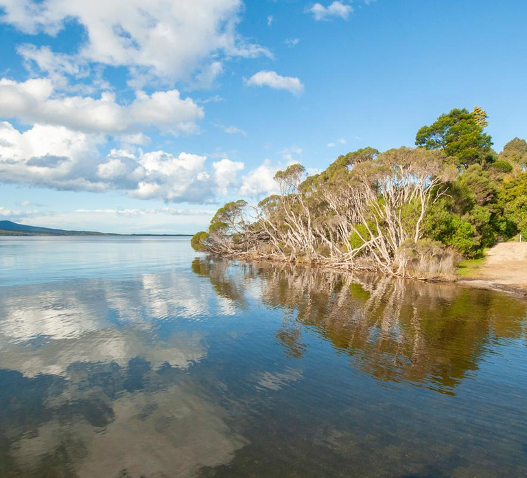 Koalas, Kangaroos and Lyrebirds
