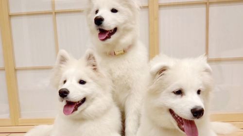Samoyed in Harajuku: The Fluffiest Spot on Takeshita Street Play Now