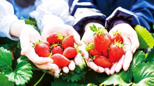 Gunma 1-day tour: Seasonal fruit picking + Fukiware Falls + Tanbara Ski Resort seasonal exclusive Day Tours