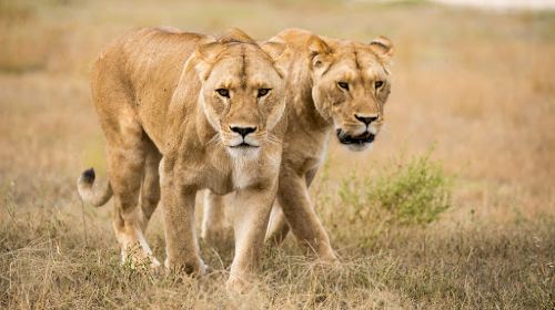 Monarto Safari Park