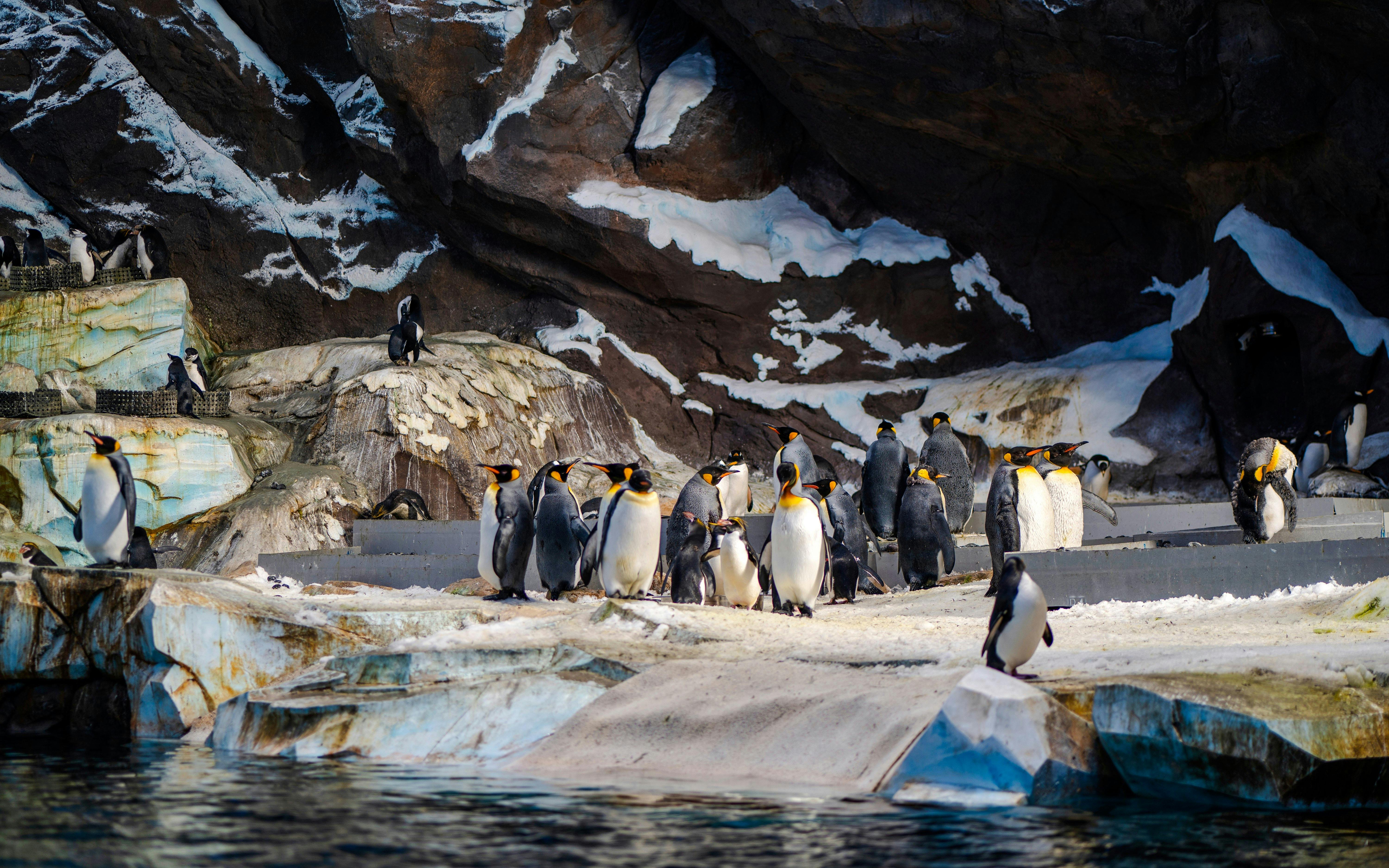 SeaWorld Abu Dhabi Quick Pass