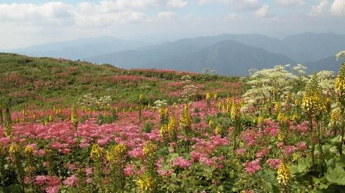 Hiking Mount Ibuki - A "Rewarding Scenic" Mountain Even Beginners Can Climb | Alpine Flowers in Full Bloom [Departing from Umeda/Shin-Osaka] Day Tours