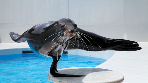 Kamogawa Seaworld