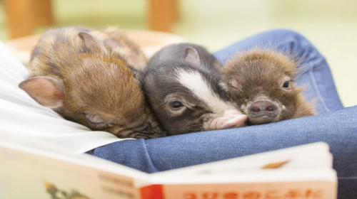 Popular healing pig cafe interactive experience (for adults aged 4+)