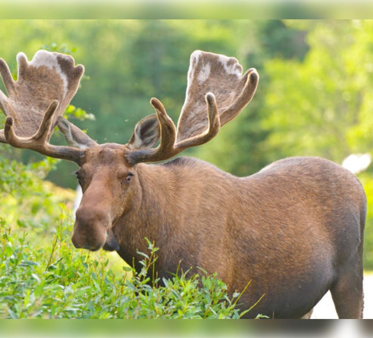 Montebello, QC: General Admission to Parc Omega