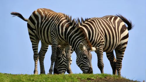 1-Day Tour of Kyushu's Fairy Tale Nature in Japan · Zoo · Yufuin Fairy Tale Street · Mountain Views