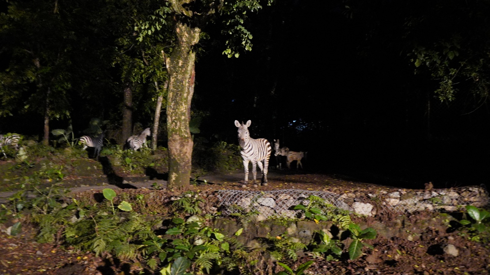 SPECIAL NIGHT SAFARI - THE GRAND TAMAN SAFARI PRIGEN