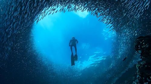 Philippines Moalboal Sardine Run Diving