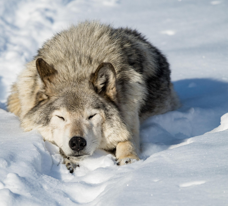 Montebello, QC: General Admission to Parc Omega