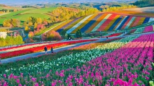 Popular 1-day tour to Biei and Furano in Hokkaido - Farm Tomita + Shirogane Blue Pond (Aoiike) + Shirahige Waterfall