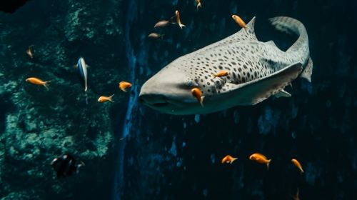 Aquarium du Grand Lyon: Entry Ticket Infant