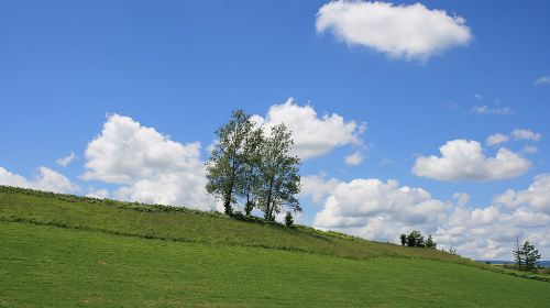 [Biei/Furano] One-day sightseeing by private car! Day Tours