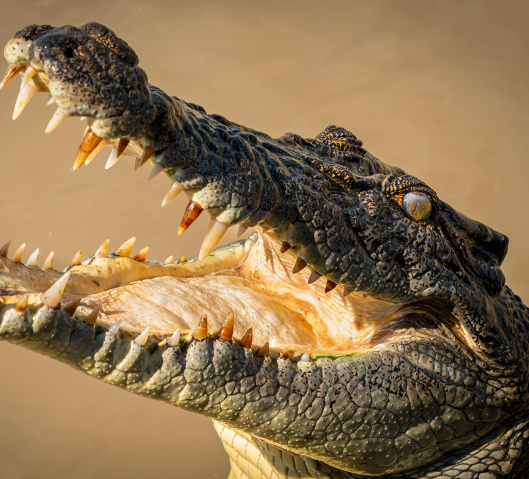 Darwin: Adelaide River Cruises, Jumping Crocodile Experience