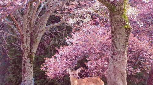 Nara Park + Uji 1-day tour, feed adorable deer, taste matcha, admire maple leaves